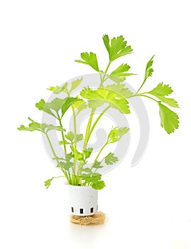 Hydroponic celery vegetable