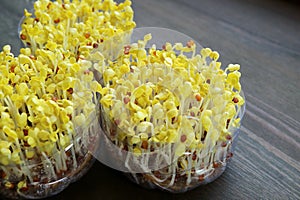 Daikon Sprouts or Kaiware Daikon after Uncovered and Exposed to the Light