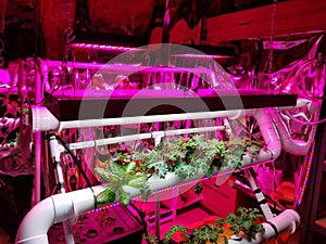 Hydroponic DYI garden made from PVC pipe