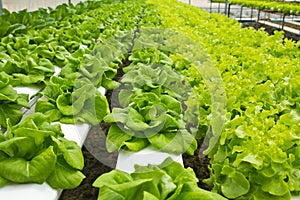 Hydroponic Farm