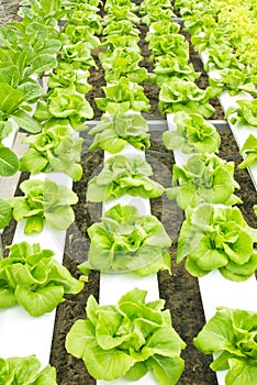 Hydroponic Farm