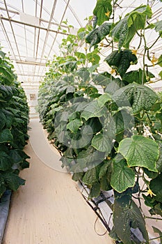 Hydroponic farm