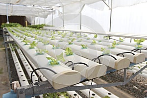 Hydroponic farm