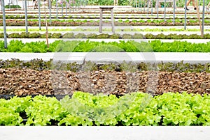 Hydroponic farm in greenhouse at Corofield, Suan Phueng, Ratchaburi, Thailand. Perspective and selective focus.