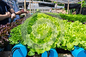 Hydroponic farm owner checking pH of water and temperature argricultural environment growing concept