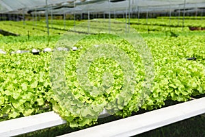 Hydroponic farm salad plants on water without soil agriculture in the greenhouse organic vegetable hydroponic system young and