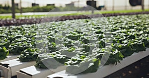 Hydroponic farm, vegetables and greenhouse closeup in plant production and agriculture technology for sustainability