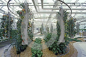 Hydroponic farming at the EPCOT Center, FL photo