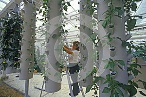 Hydroponic farming at the EPCOT Center, FL