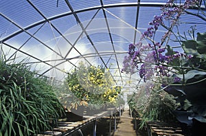 Hydroponic farming at the EPCOT Center, FL photo