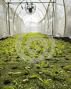 Hydroponic farmland