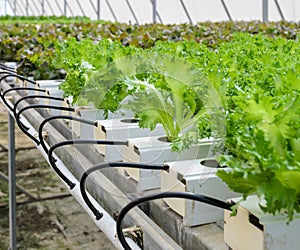 Hydroponic Fillie Iceburg leaf lettuce vegetables plantation in