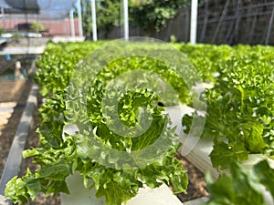 Hydroponic Frillice lettuce for delicious healthy salad lover, clean agricultural veggie product.