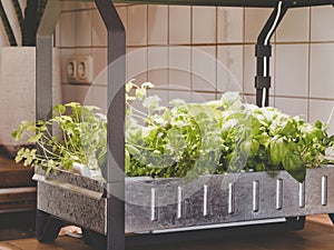 Hydroponic garden in kitchen