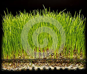 Hydroponic gardening grass