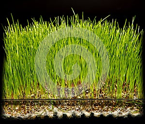 Hydroponic gardening grass photo