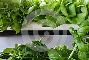 Hydroponic Gardening with Lettuce and Basil photo