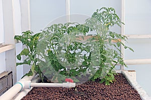 Hydroponic Greenhouse Growing System