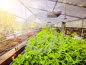 Hydroponic greenhouse Lettuce agriculture farm. rows of young  plants growing