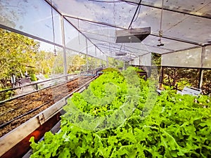 Hydroponic greenhouse Lettuce agriculture farm. rows of young  plants growing