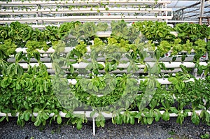 Hydroponic greenhouse plants