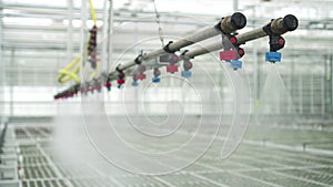 Hydroponic greenhouse view of water irigation of green vegetables at light farm spbd.