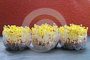 Hydroponic Daikon Sprouts after Uncovered and Exposed to the Light