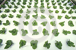 Hydroponic lettuce farming at the EPCOT Center, FL photo