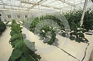 Hydroponic lettuce farming at the EPCOT Center, FL photo