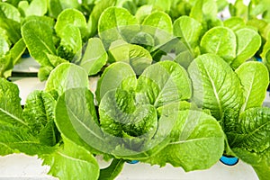Hydroponic lettuce growing in garden hydroponic farm lettuce salad organic for health food, Greenhouse vegetable on water pipe