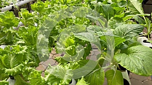 Hydroponic lettuce in a hydroponic pipe in the yard