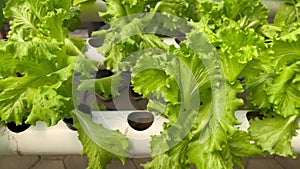 Hydroponic lettuce in a hydroponic pipe in the yard