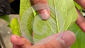 Hydroponic lettuce in a hydroponic pipe in the yard, Clean hydroponic plant pests on the leaves