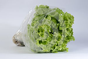 Hydroponic lettuce lollo bionda photo