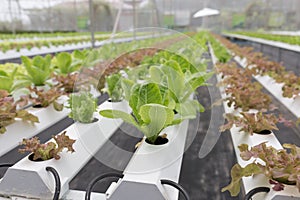 hydroponic lettuce vegetable growing in agriculture farm