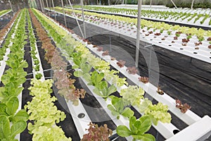 hydroponic lettuce vegetable growing in agriculture farm