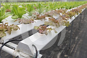 hydroponic lettuce vegetable growing in agriculture farm