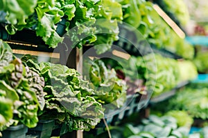 Hydroponic lettuce on vertical farm shelves