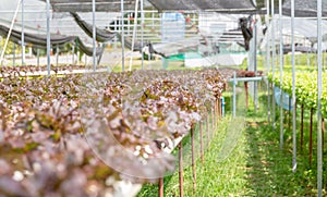 Hydroponic lettuces in hydroponic pipe. Hydroponics vegetable cultivation farm, Organic food