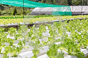 Hydroponic lettuces in hydroponic pipe. Hydroponics vegetable cultivation farm, Organic food concept