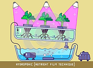 Hydroponic Nutrient Film Technique