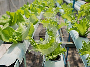 Hydroponic plants