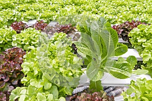 The hydroponic plants growing on water without soil agriculture organic health food nature leaf crop vegetables garden