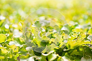 Hydroponic red oak lettuce plant