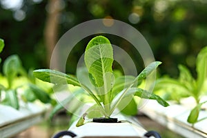 Hydroponic Salad Non-toxic in cultivated greenhouses.