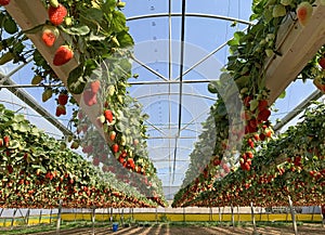 Hydroponic strawberry cultivation in hanging beds photo