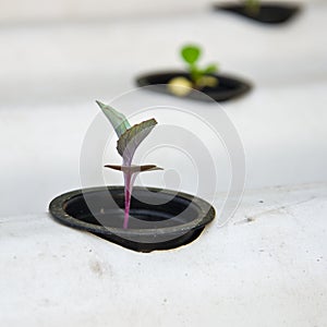 Hydroponic system seedling