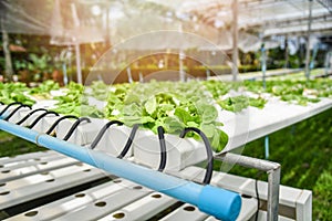 Hydroponic system young vegetable  and fresh green butter lettuce salad growing garden hydroponic farm plants
