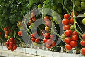 Hydroponic tomato photo