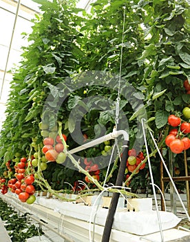 Hydroponic tomato